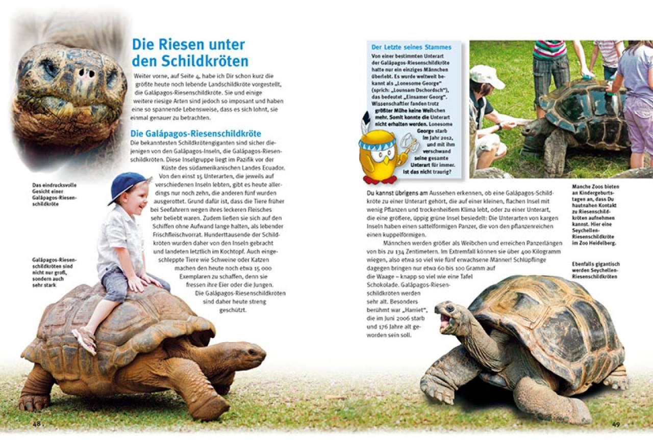 Entdecke die Schildkröten